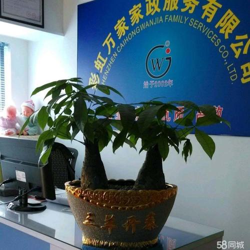 本地下载调教家政妇，哪个平台最安全？